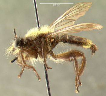 Media type: image;   Entomology 13478 Aspect: habitus lateral view